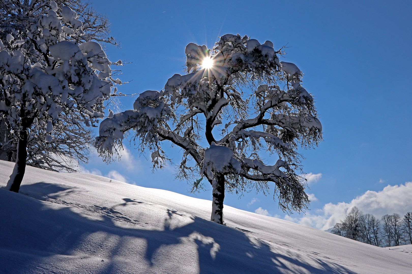 Sonnenstern im schneebedeckten Baum