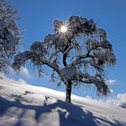 Sonnenstern im schneebedeckten Baum