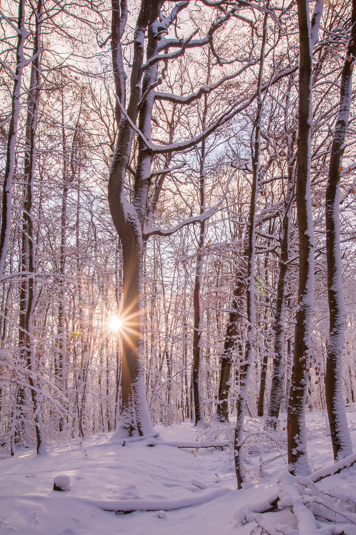 Sonnenstern im verschneiten Wald
