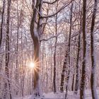 Sonnenstern im verschneiten Wald