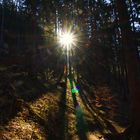 Sonnenstern im Wald