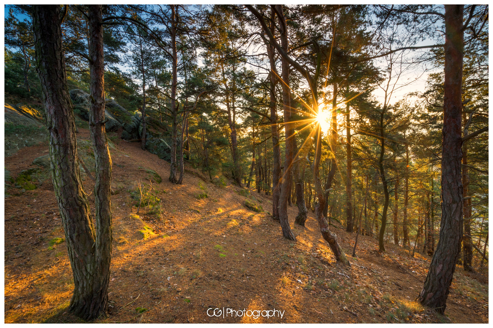 Sonnenstern im Wald bei Sonnenaufgang