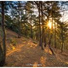 Sonnenstern im Wald bei Sonnenaufgang