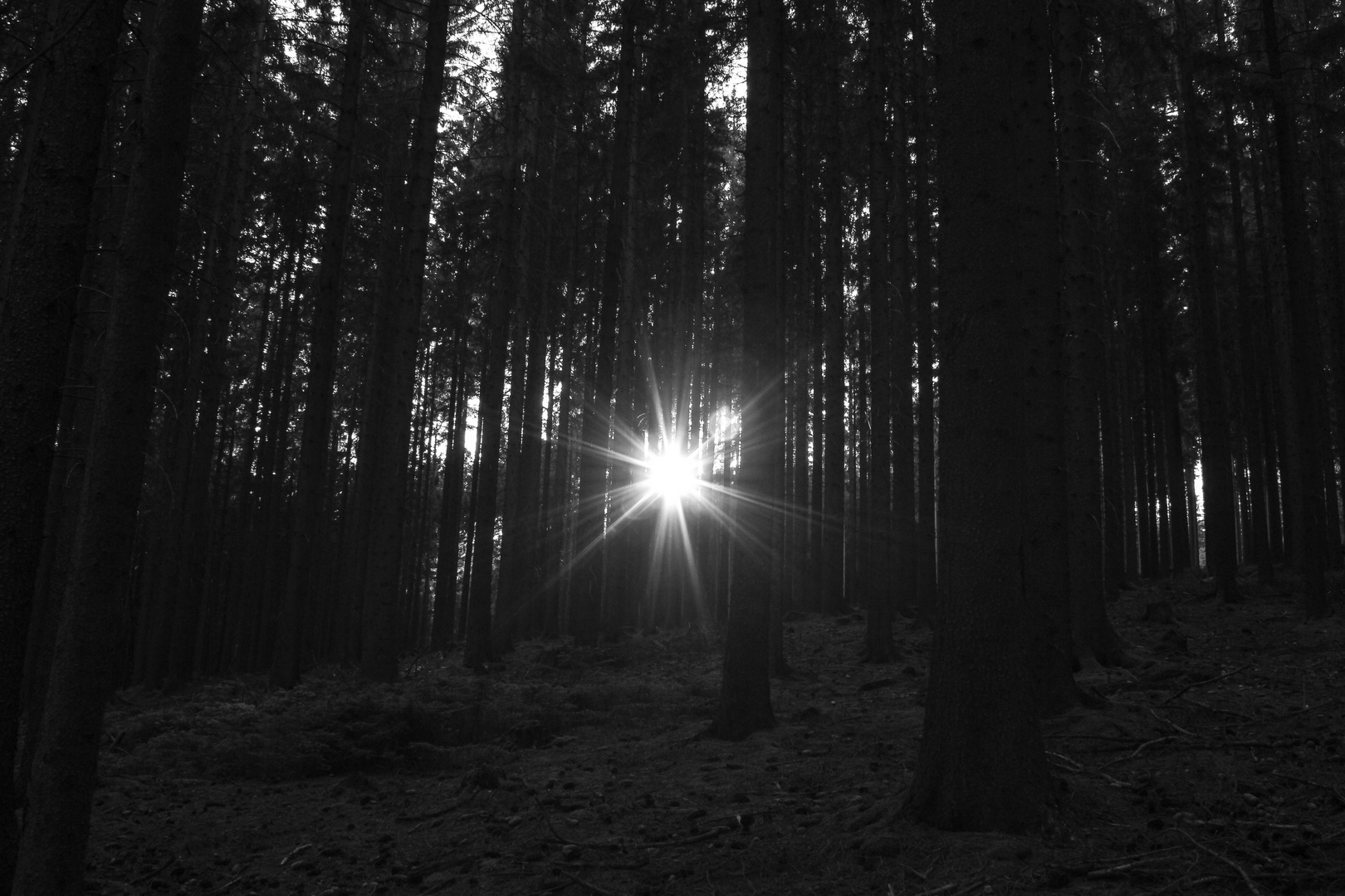 Sonnenstern im Wald 