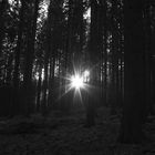 Sonnenstern im Wald 