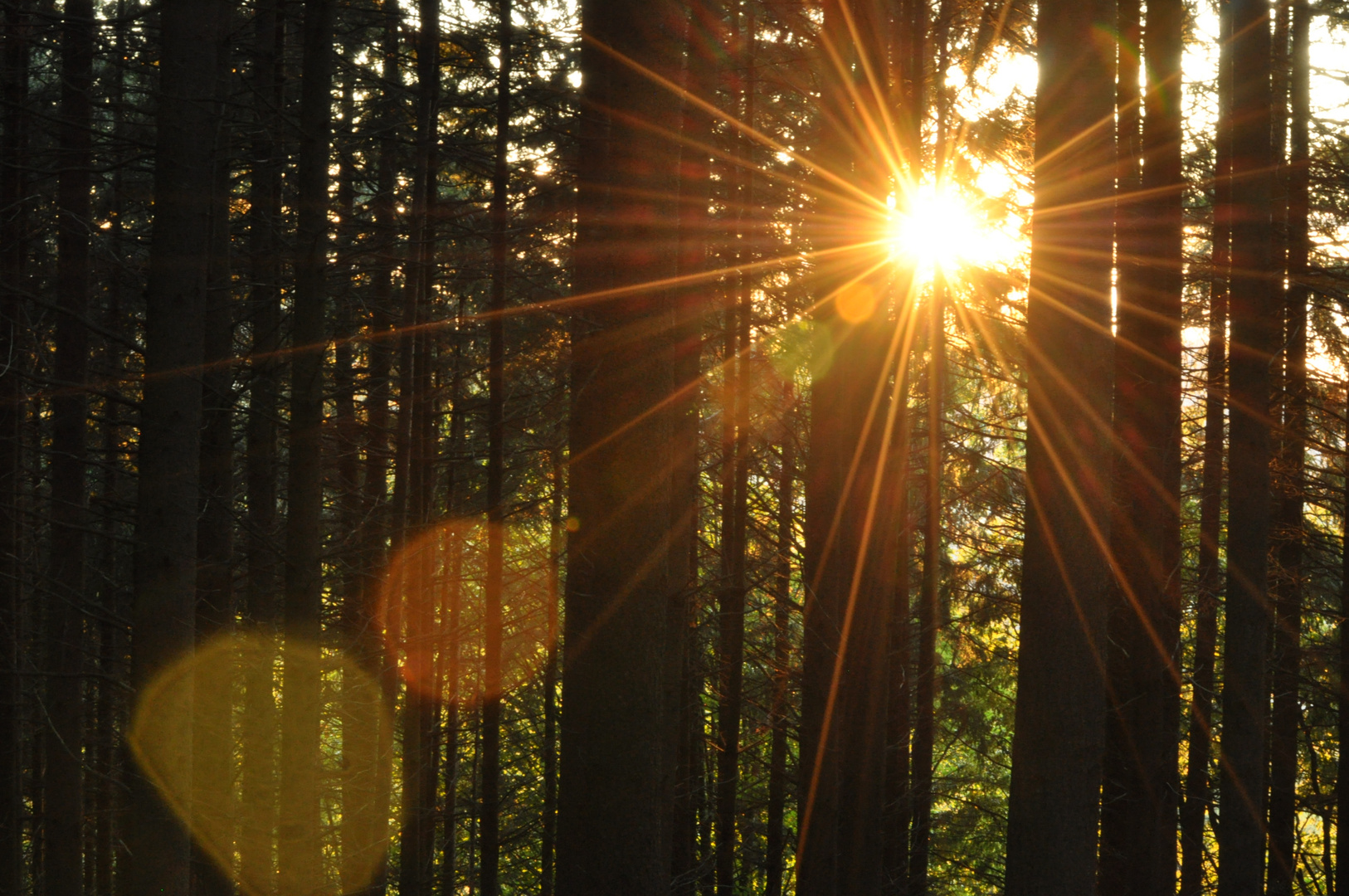 Sonnenstern im Wald