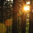 Sonnenstern im Wald