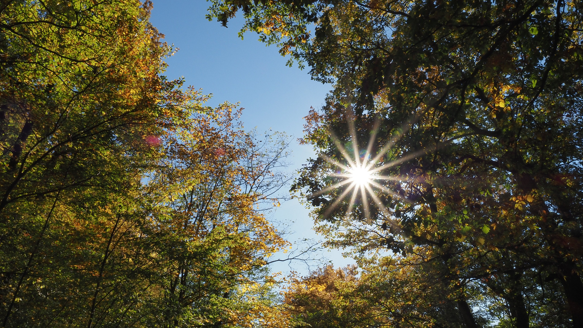 Sonnenstern im Wald