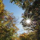 Sonnenstern im Wald