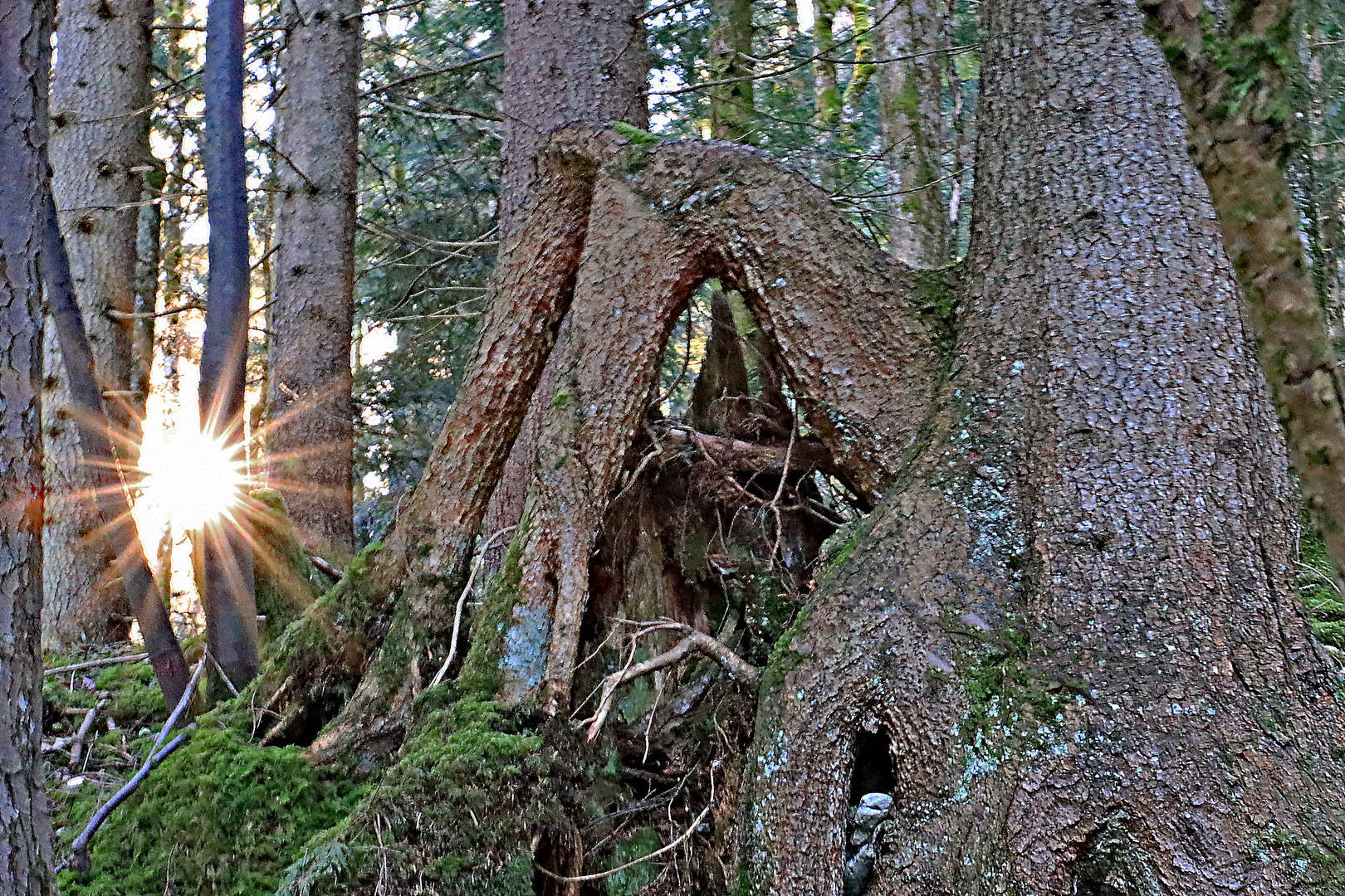 Sonnenstern im Wurzelwald