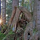 Sonnenstern im Wurzelwald