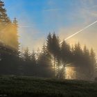 Sonnenstern in Hinterzarten