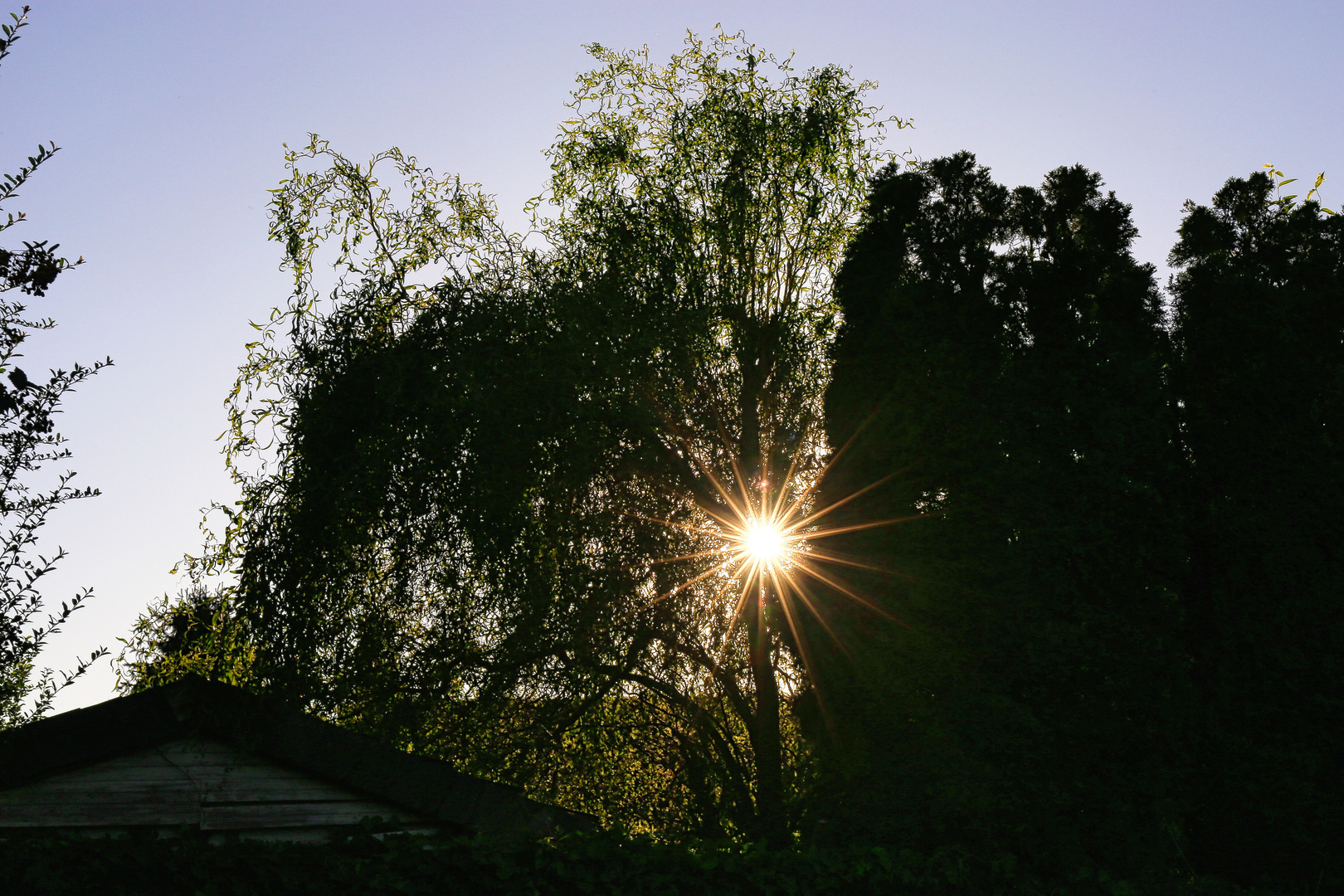 Sonnenstern scheint durch die Hecke