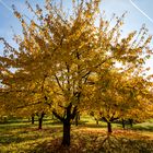 Sonnenstern über Durbach