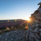 Sonnenstern über einem Lavendelfeld