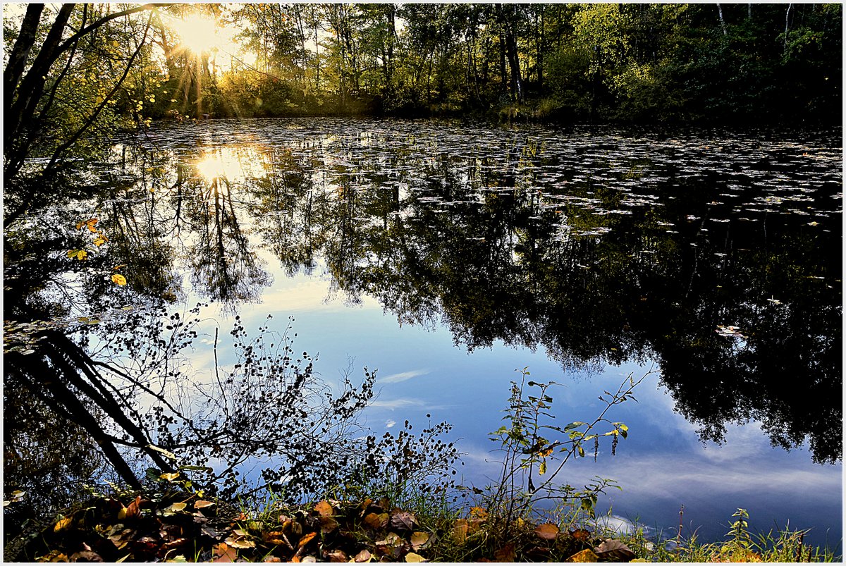 ... Sonnensternchen am Tümpel ...