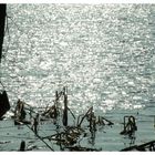"Sonnensternchen". Lichtreflexe auf dem See.