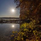 Sonnensterne am Wörthsee