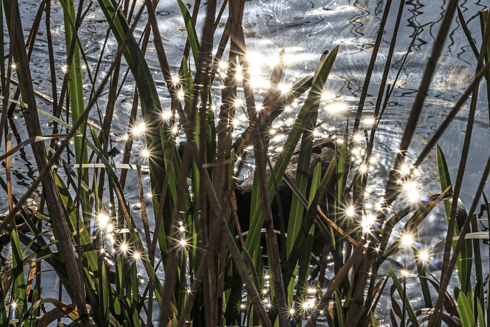 Sonnensterne im Wasser