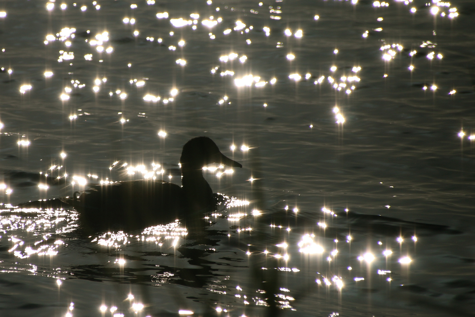 Sonnensterne mit Ente