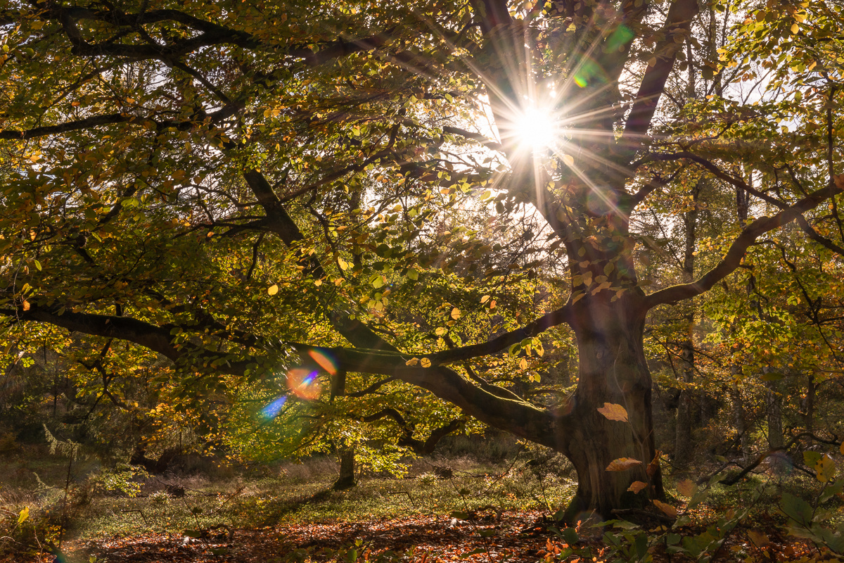 Sonnenstern_Kellerwald