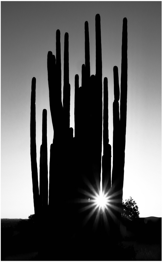 Sonnensternstunde mit Kaktus