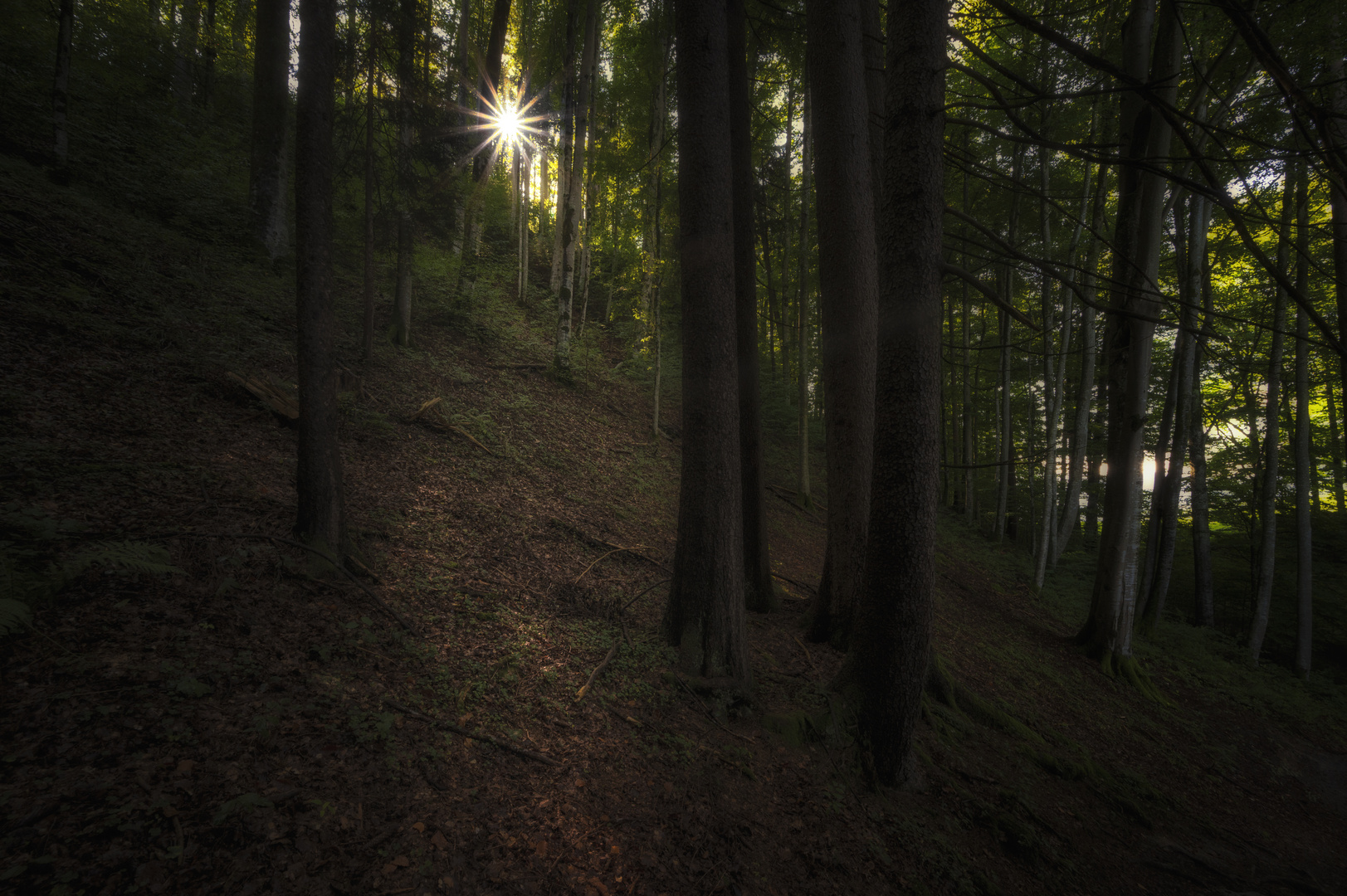 Sonnensternwaldweg