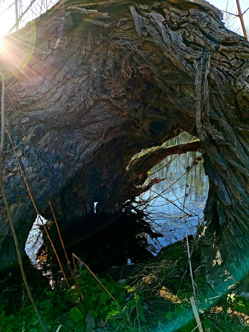 Sonnenstrahl auf umgekippten Baum am Teich