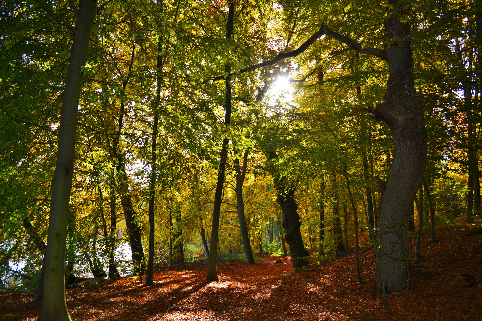 sonnenstrahl