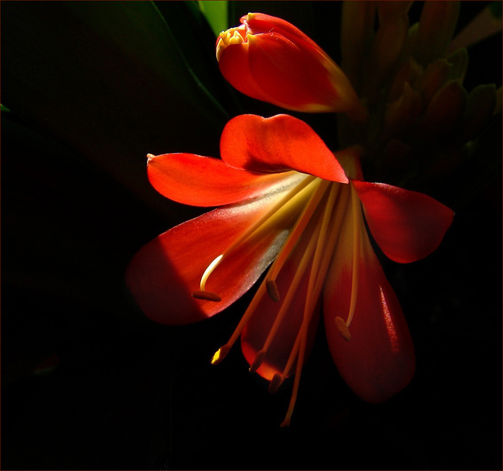 Sonnenstrahl im Blumentopf