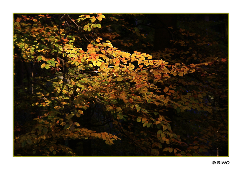 Sonnenstrahl im dunklen Herbstwald............