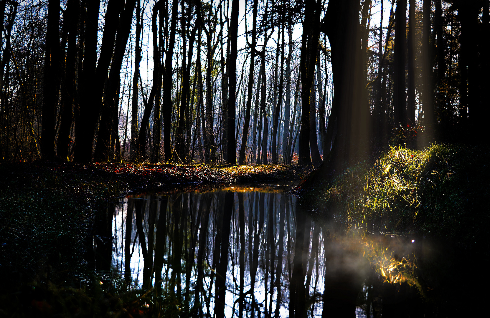 Sonnenstrahl im dunklen Wald