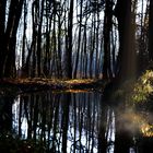 Sonnenstrahl im dunklen Wald