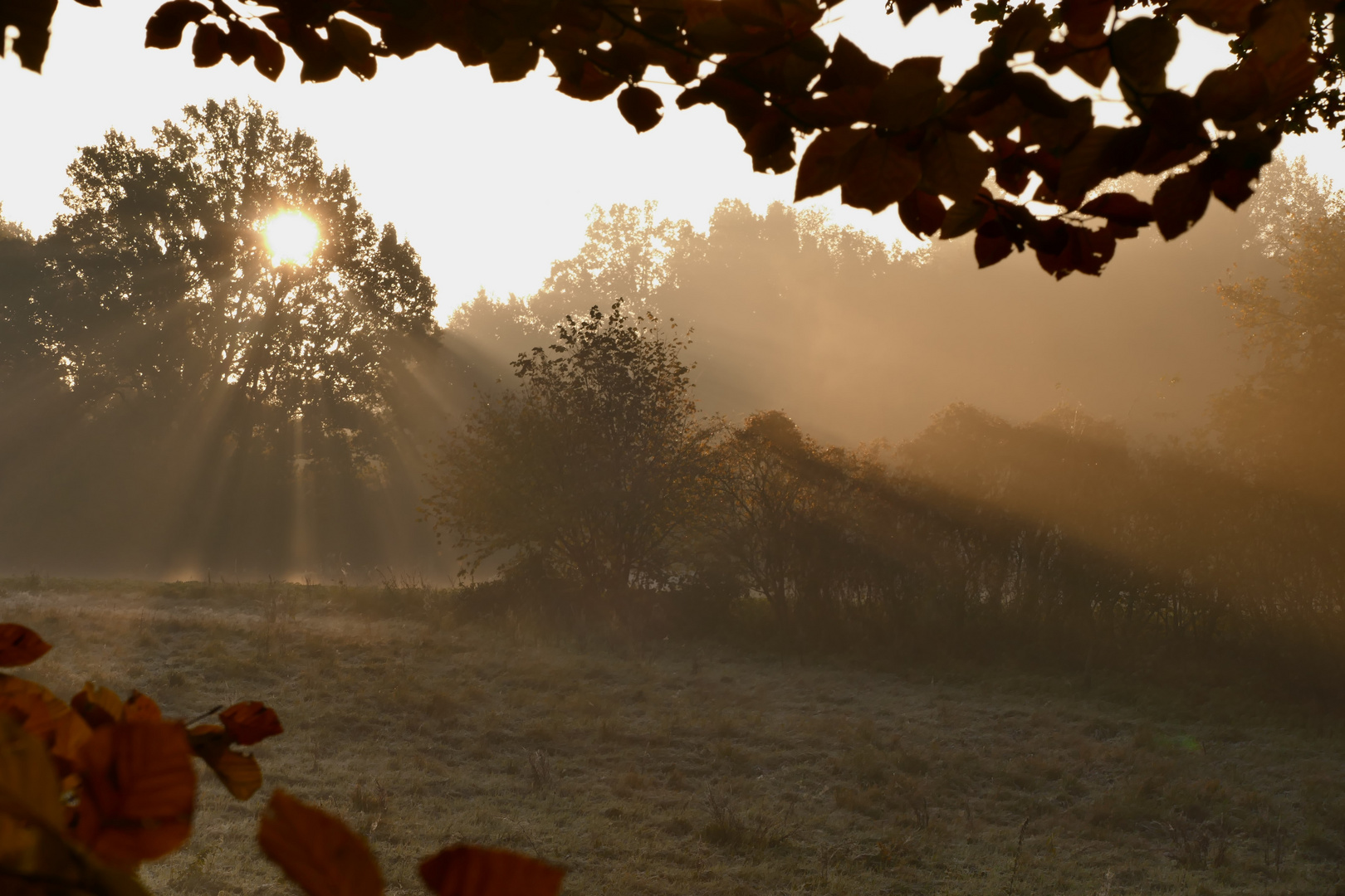 Sonnenstrahl im Herbstnebel