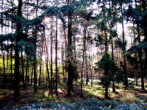 Sonnenstrahl im Herbstwald