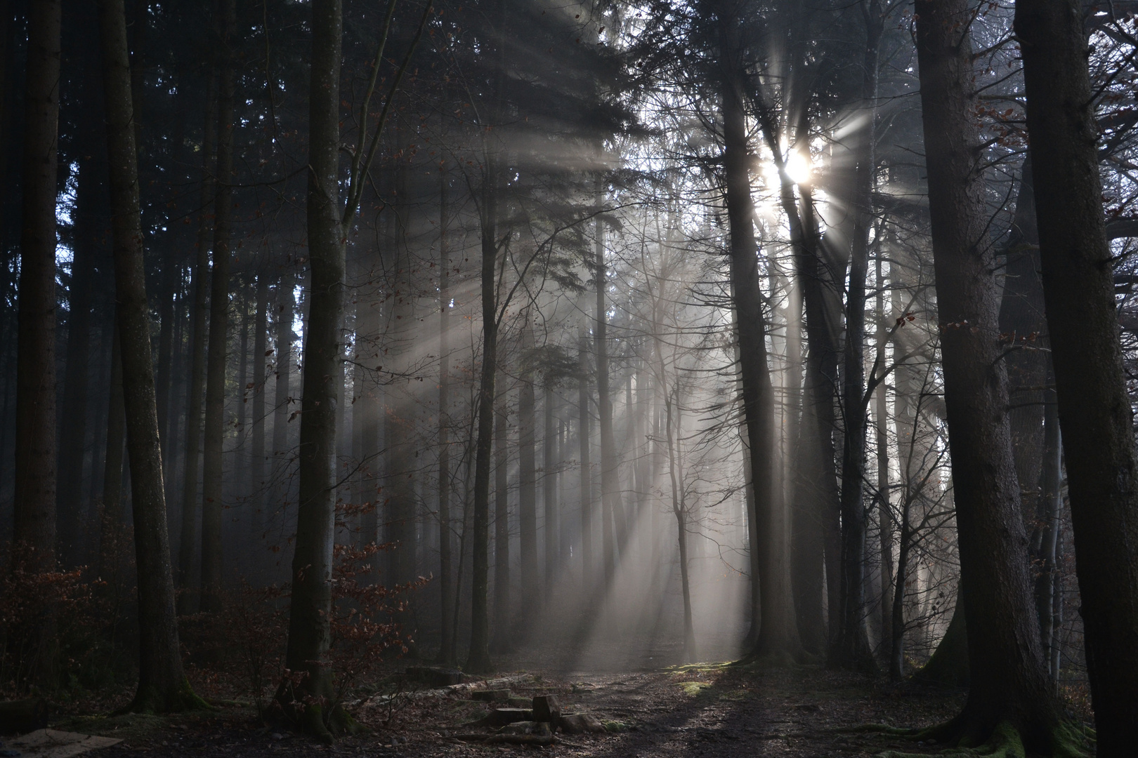 Sonnenstrahl im Schatten