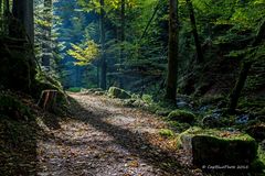 Sonnenstrahl im Wald