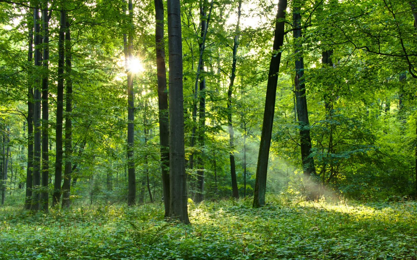 Sonnenstrahl im Wald