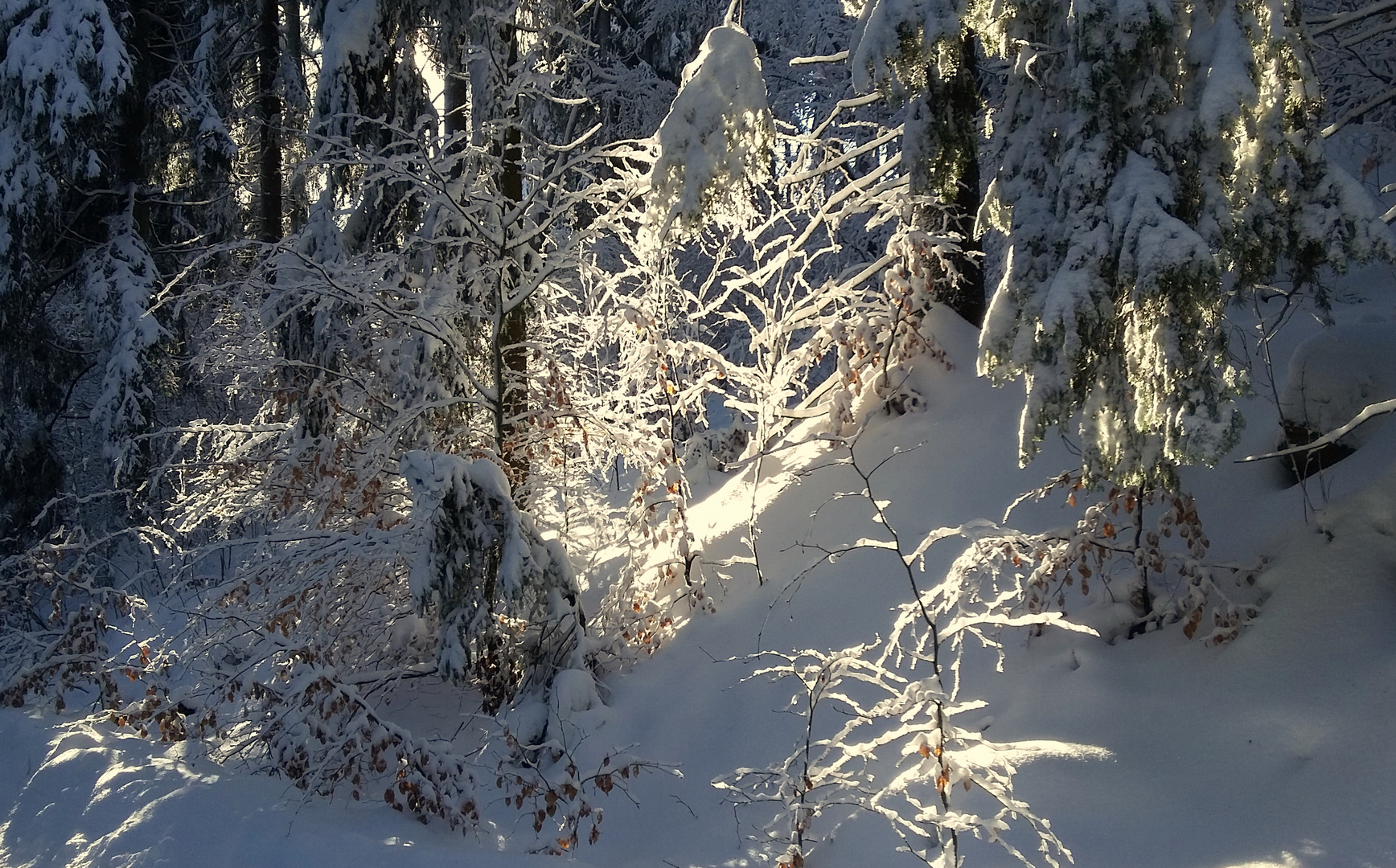 Sonnenstrahl im Winterwald