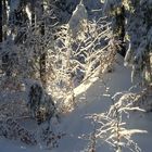 Sonnenstrahl im Winterwald