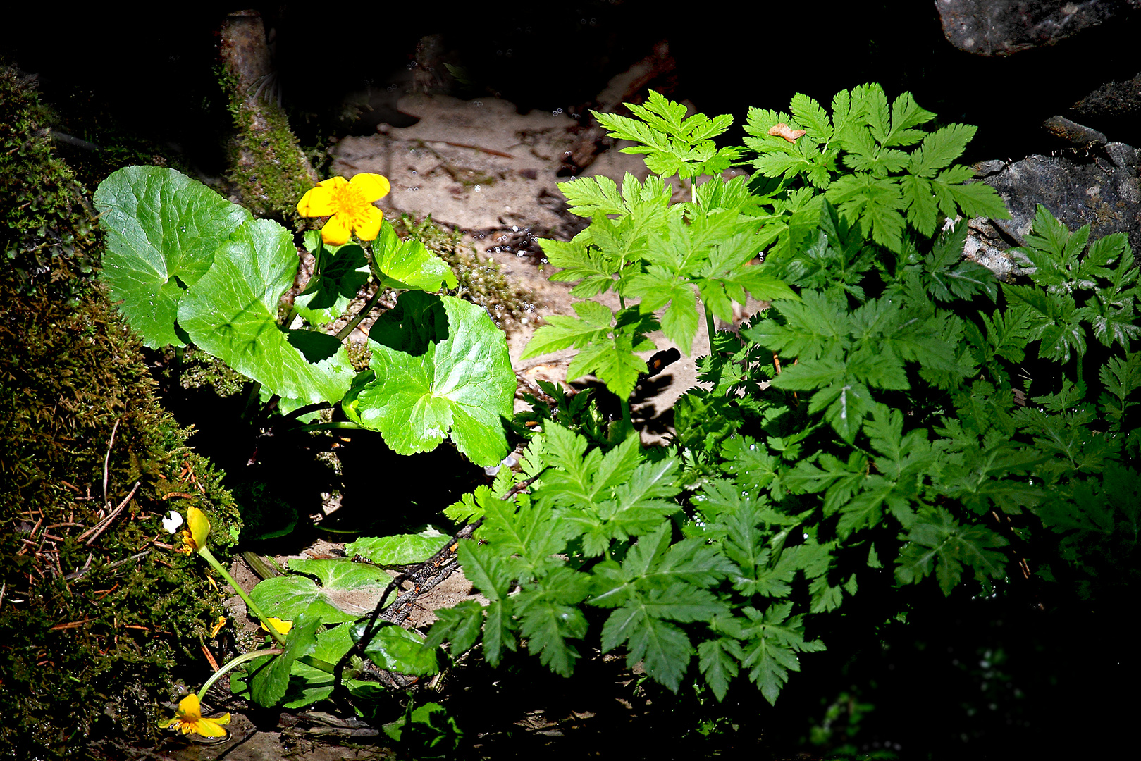 Sonnenstrahl in der Schlucht