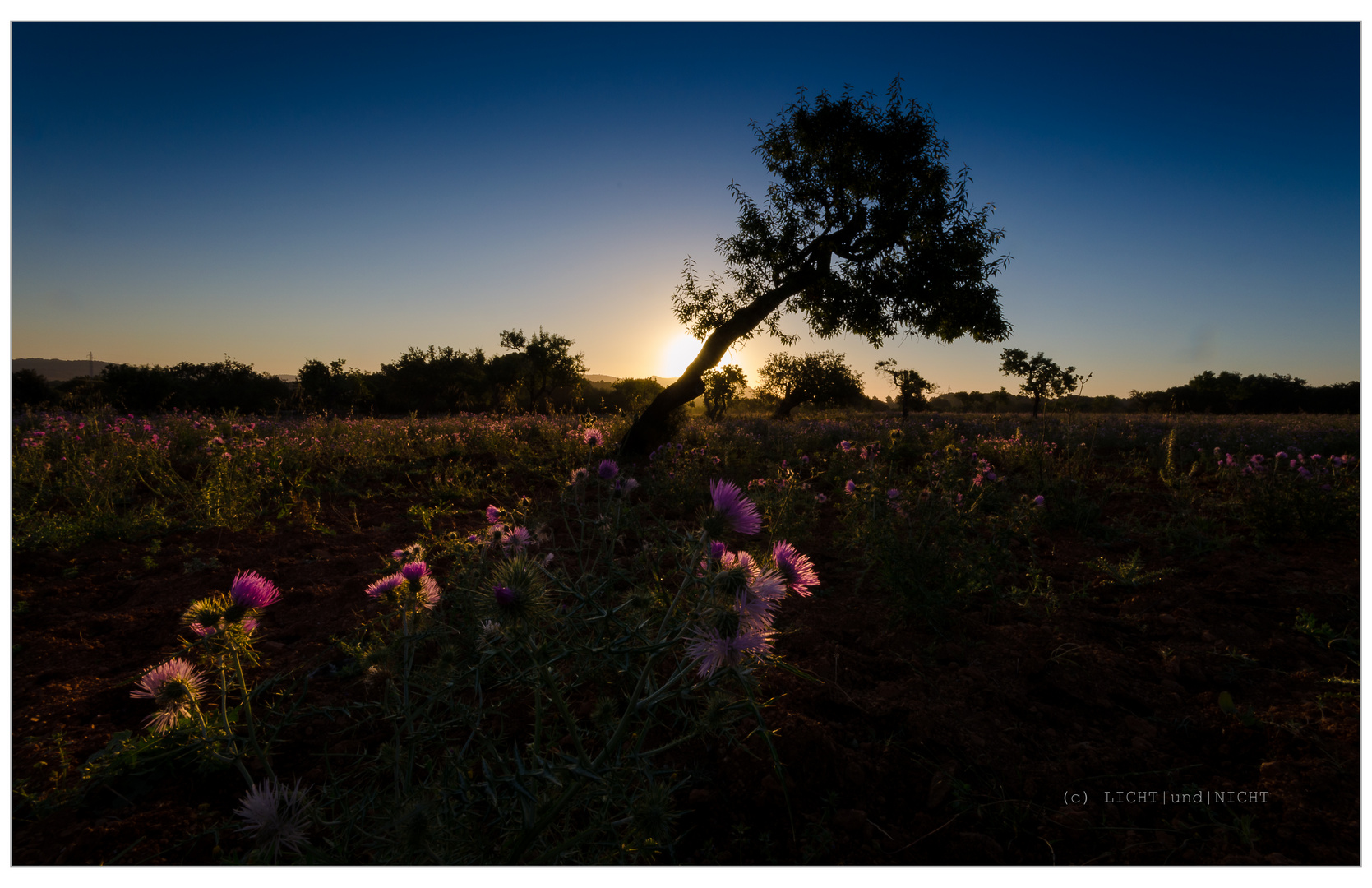 Sonnenstrahl trifft Blumen