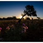 Sonnenstrahl trifft Blumen