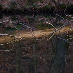 Sonnenstrahl trifft exakt die Spiegellinie, Glück muss man als Fotograf auch mal haben. Da war... 