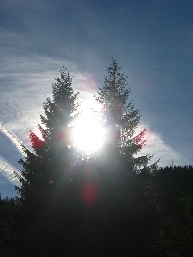 Sonnenstrahl zwischen Tannen