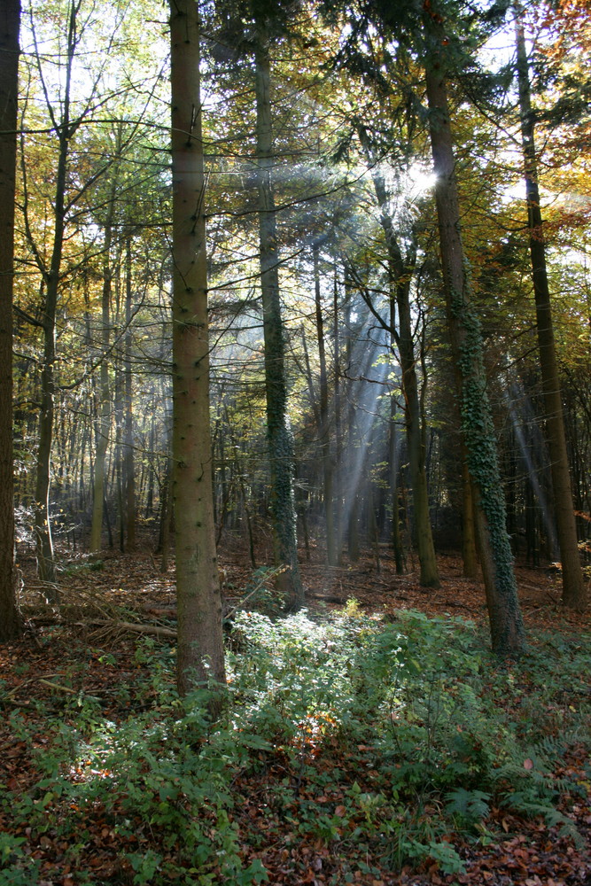 Sonnenstrahlen