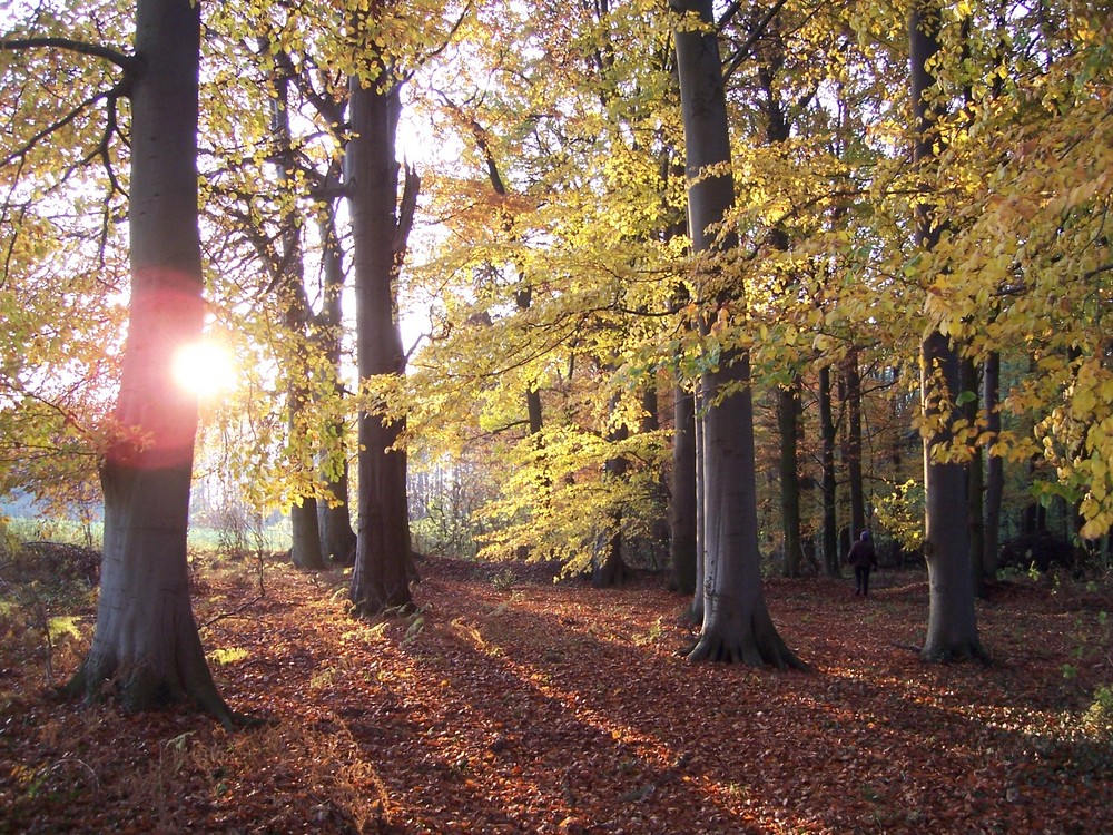 Sonnenstrahlen