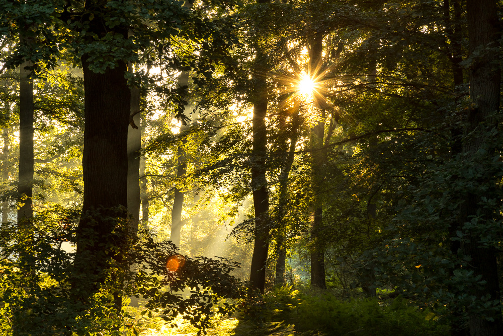 Sonnenstrahlen