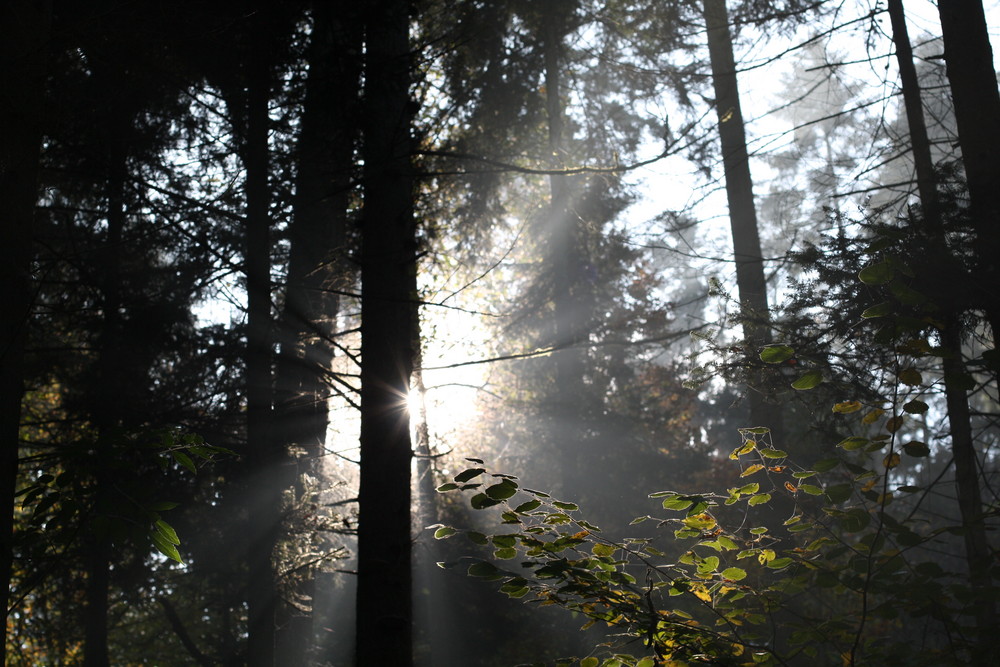 Sonnenstrahlen