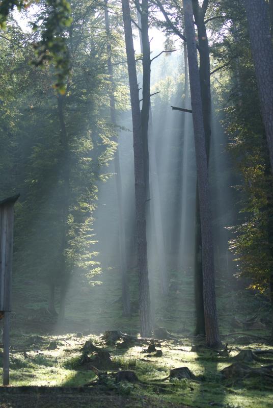 Sonnenstrahlen